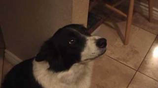 My talking border collie  learning to say quothelloquot [upl. by Inalial811]