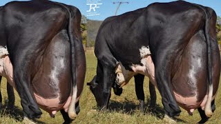 World Highest Milking 127Kg Milk Girlando Cow Vs Jersey Cow Breed 70Kg Milk [upl. by Hadria]