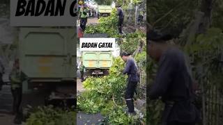 Badan gatal akibat gigitan semut saat tukang kayu tebang pohon terbesar pohon chainsaw [upl. by Jordon507]