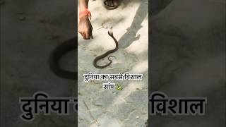 दुनिया का सबसे विशाल सांप 🐍 trending youtubevideos [upl. by Erb]