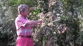 HOW TO PLANT AND GROW CHILEAN GUAVA [upl. by Xymenes]