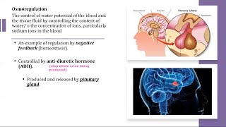 A Level Biology  141 Homeostasis in mammals [upl. by Judye]