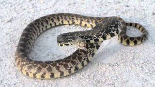 Bull Snake hissing [upl. by Aremahs]