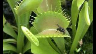 Plante carnivore en action quotDionaea muscipulaquot [upl. by Na]