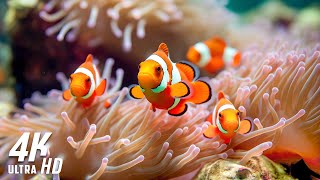 Aquarium 4K VIDEO ULTRA HD 🐠 Sea Animals With Relaxing Music  Rare amp Colorful Sea Life Video [upl. by Ellehcil]