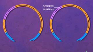 Construction of a Plasmid Vector HD Animation [upl. by Cire680]