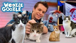 Die Hauskatze l GANZE FOLGE [upl. by Noneek]