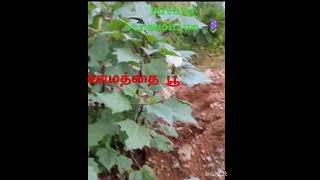 கரு ஊமத்தை ஒற்றை இதழ்கள் datura stramonium 🪻 [upl. by Cannon]