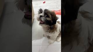 Part3 🐶 juno Revenge tesukunadu😝 comedy cute funny [upl. by Ahtekahs]