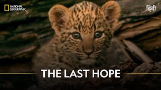 The Last Hope  Joubert Big Cat Reversion  हिन्दी  National Geographic [upl. by Anaujik958]