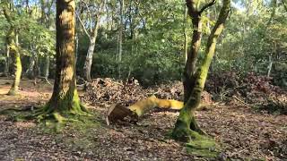 exmoor ponies in sutton park [upl. by Willumsen]