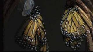 photos of Monarch Butterfly Life Cycle [upl. by Cannell]