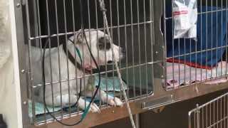 Staffordshire Bull Terrier Crying in Vet Clinic [upl. by Halfdan783]