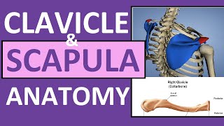 Clavicle and Scapula Anatomy The Pectoral Girdle [upl. by Lotty]