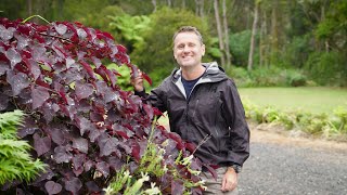 The Garden Gurus  Cercis Merlot [upl. by Mcclenaghan]