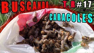 BUSCANDO CARACOLES DE TEMPORADA 2018HD [upl. by Iny]