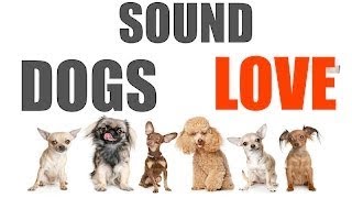 10 Sounds Dogs Love To Hear The Most  Sound Dogs Love All Time  HQ [upl. by Fin]