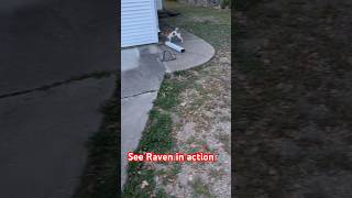 see Raven in actioncutedog ratterrier shortspets [upl. by Ociram]