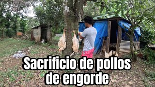 sacrificio POLLOS DE ENGORDE [upl. by Jeanne]