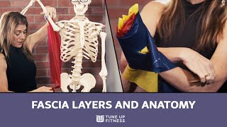 Fascia Layers and Anatomy 101 [upl. by Yzdnil]