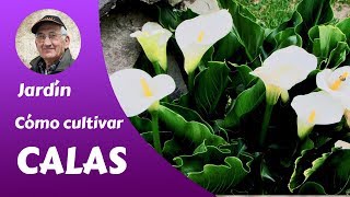 𝗖𝗔𝗟𝗔𝗦 Cómo cultivar Calas Guía completa por miquera73 [upl. by Llywellyn]