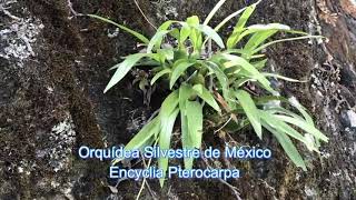 Encyclias Pterocarpa  Orquídeas silvestre de Méxicoc [upl. by Alien]