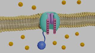 VoltageGated Sodium Channels in Neurons [upl. by Novat]