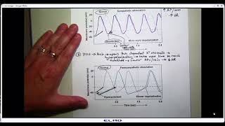 2024 Lecture 3 Sept 10 ventricular myocyte [upl. by Fiester]