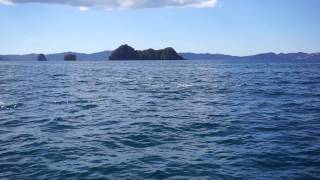 Dolphins jumping  Coromandel NZ [upl. by Aecila]