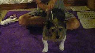 How to put homemade elastic sock suspenders on your dog [upl. by Bromleigh]