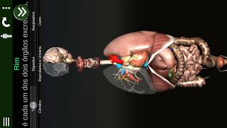 Órgãos Internos em 3D Anatomia quotPTquot [upl. by Hume]