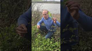 Dead Nettle lamium album herbs foraging nativeplants adventure estuary explore nature [upl. by Cahilly]