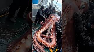 Giant Sea Monsters Caught by Fishermen 🐙🎣GiantSeaCreatures FishingDiscoveries OceanMysteries [upl. by Rhynd911]