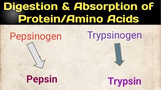 Digestion amp Absorption Of Protein Amino Acids Mechanism of Protein Digestion amp Absorption [upl. by Cerveny362]