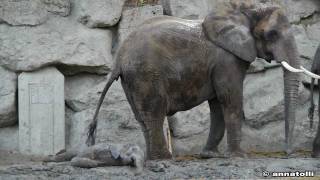 Der kleine Elefant Tuluba im Zoo Schönbrunn kann nicht mehr aufstehen [upl. by Sehguh981]