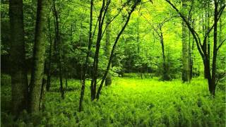 Morning in the forest  over one hour of relaxing forest sounds [upl. by Cohe]