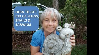 HOW TO GET RID OF SLUGS SNAILS AND EARWIGS [upl. by Neerbas]