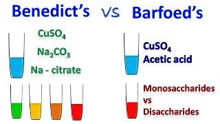 Difference between Barfoed and Benedict test [upl. by Elamaj]