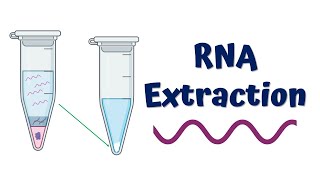 RNA Extraction  Principle and Process [upl. by Iphagenia]