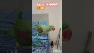 Please Like Share and Do Subscribe 🙏👍 ytshorts viralpahaditota parrotmasti parrotlove [upl. by Carnes456]