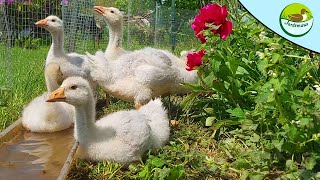 PETIT MOMENT AVEC LES OISONS DE FRANCONIE 🤩🦆 [upl. by Ecnesse]