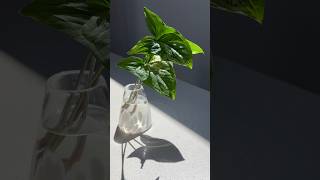 howto propagate a Syngonium Albo [upl. by Llenreb]