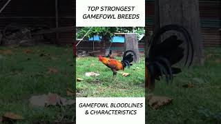 Top Gamefowl of the year 2024 short gamefowl rooster [upl. by Lovash347]