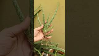 Air purifying plant  Aloe vera plant  Best Indoor Plant  How to Make Aloe Vera Indoor Pots [upl. by Thirion]