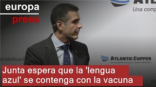 Junta espera que lengua azul quotse contengaquot en Huelva y Sevilla con la vacuna y el frío [upl. by Shanie161]