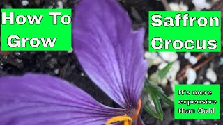 Crocus Sativus  How To Grow [upl. by Bick342]