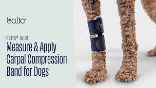 How To Measure and Apply a Front Leg Compression Brace on Dog [upl. by Beedon714]