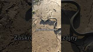 Zaskroniec zwyczajny Natrix natrix reptiles animals nature wildlife CrestedDragons snake [upl. by Idur]