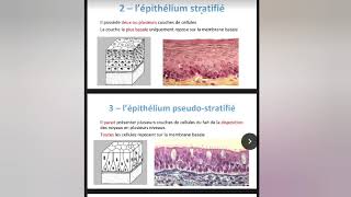 Lépithélium de revêtement Histologie 1ére année  Partie 1 [upl. by Swart]