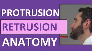 Protrusion Retrusion and Excursion Anatomy Body Movement Terms [upl. by Aphrodite202]